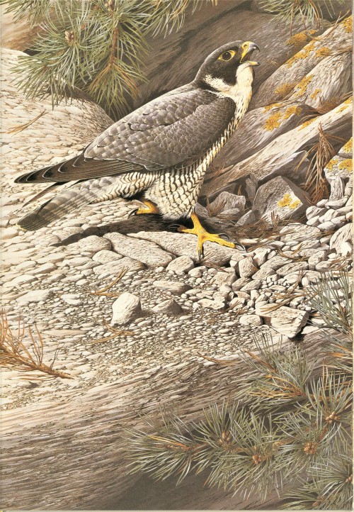 A Peregrine FeathursdayThe Peregrine Falcon (Falco peregrinus) has made a remarkable comeback h