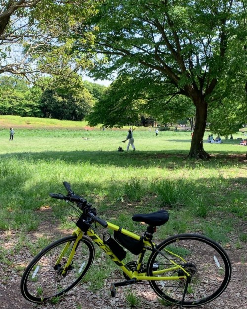 木漏れ日にあそぶ　#小金井公園 #タンポポ (小金井公園) https://www.instagram.com/p/Cc9qe1aPzPC/?igshid=NGJjMDIxMWI=