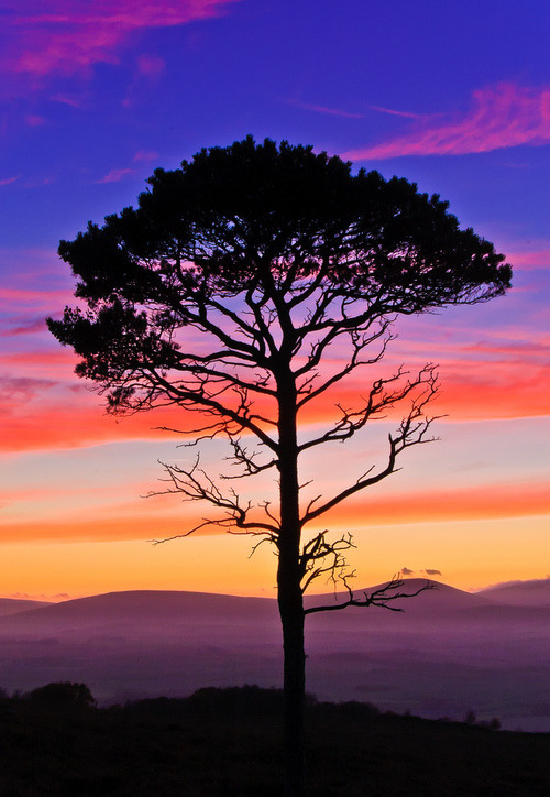 disminucion:  by Ewen K 