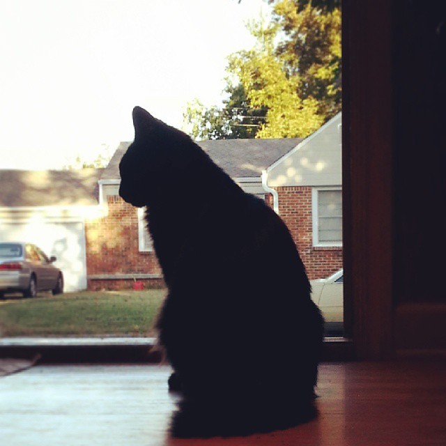 beckisbookshelf:  One year ago today a skinny, scruffy, black kitten showed up on