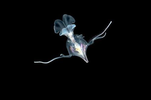 Sea butterflies These beautiful gastropods (the same family as snails) have been called the potato c