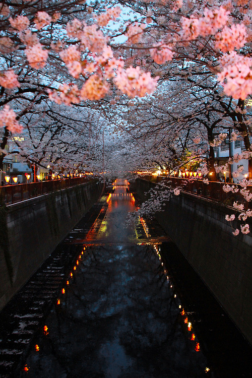bluepueblo:  Cherry Blossom River, Kyoto, Japan photo via virage 
