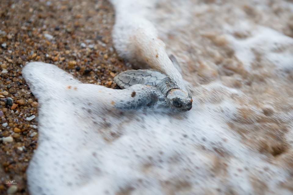 wolverxne:  The largest concentration of nesting marine turtles on the eastern Australian