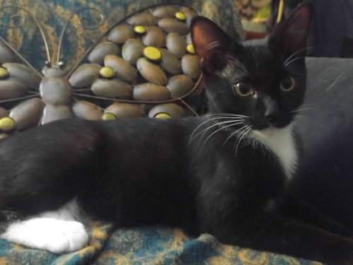 catsandkitten: Our handsome young Antony. 13 weeks young