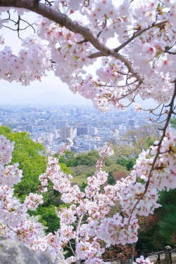 tulipnight:  Matsuyama castle by k*nono on