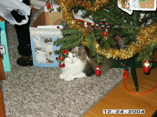 Stripy sitting under the Christmas tree.