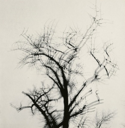 Harry Callahan Multiple Exposure Tree, 1956