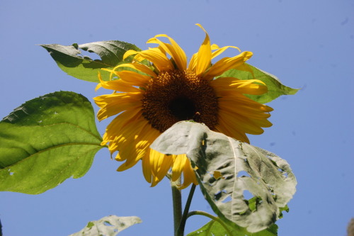 ratfarm: The sun flowers got much bigger than I was anticipating! The gardens aren’t always in