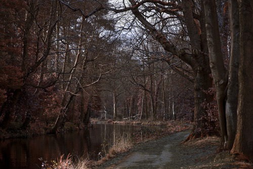 Creeping Branches by majestiele on Flickr.