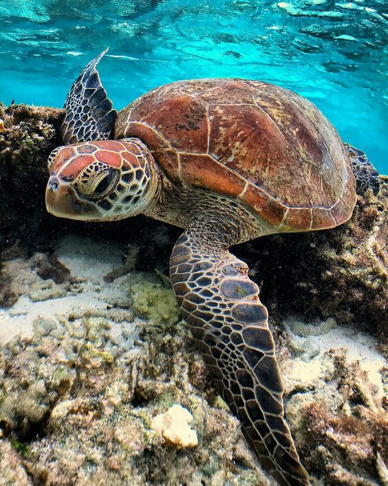 aww-so-pretty:Turtles are life