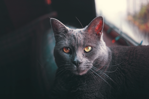 naturelvr69likes:annkayephotography:5-7-18 // Storm being chill. @mostlycatsmostly