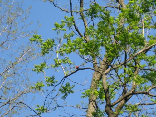 Not a great shot, but this is the bird I look forward to all year! Scarlet tanager at Black Rock.