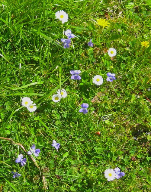 These lucky people have bellis daisies in their lawn. Where do I sign up for that?