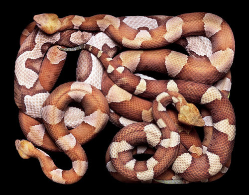 brainalize:  Snakes in squares by Guido Mocafico. 