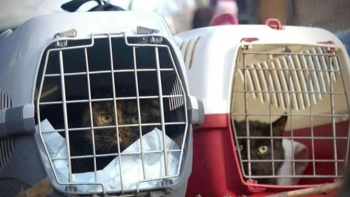 catsbeaversandducks: Ukrainians fleeing with their pets. They don’t leave them behind. I can&r