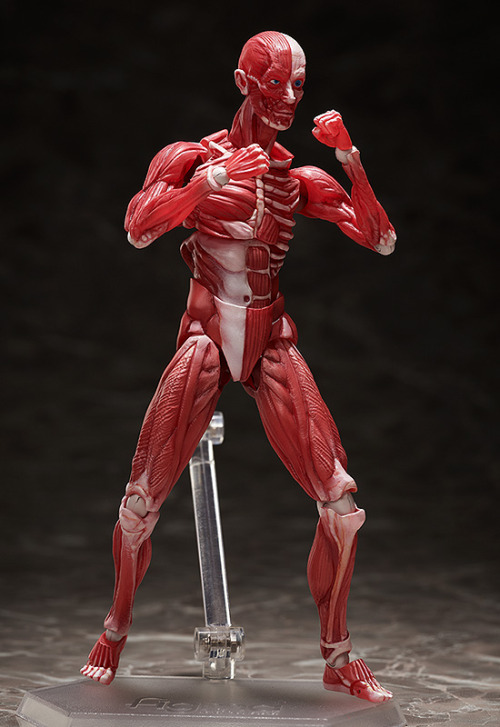 good-smile-company: figma 人体模型 www.goodsmile.info/ja/product/11715/