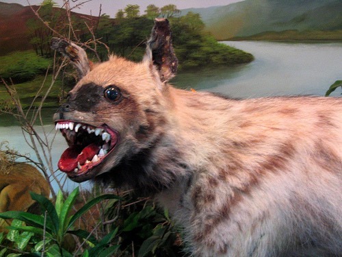 strashnimishka:  Bad taxidermy