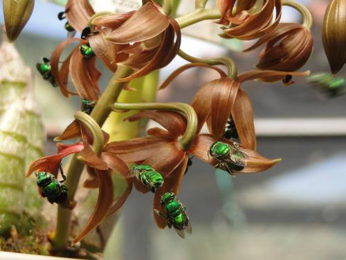 Mormodes sinuata ‘Orange’ being visited by Euglossini bees.Orchidaceae: Catasetinae.By Ivan Ribas de
