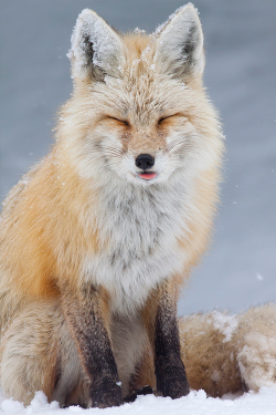  500px: What does the fox say? ~ By Jess Findlay »  