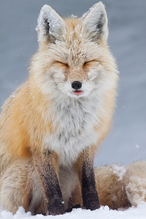  500px: What does the fox say? ~ By Jess adult photos