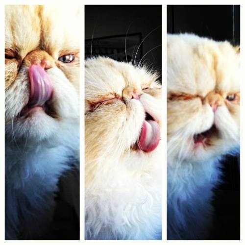 lucifurfluffypants:Glamour shots are totally in, darling.Follow me on FB and instagram! https:/