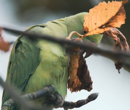 No more pictures please A camera shy Ring-necked Parakeet in the grounds of @wollatonhall   .  .  #r