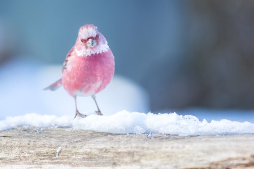 renamonkalou:A rose Finch |fenelmilan_rapu