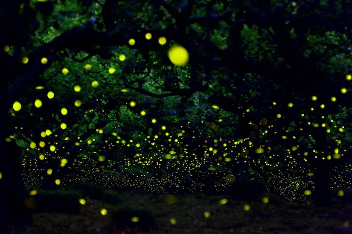 pleoros:  Yume Cyan Magical Long Exposure Photos of Fireflies in Japan.  Photographer