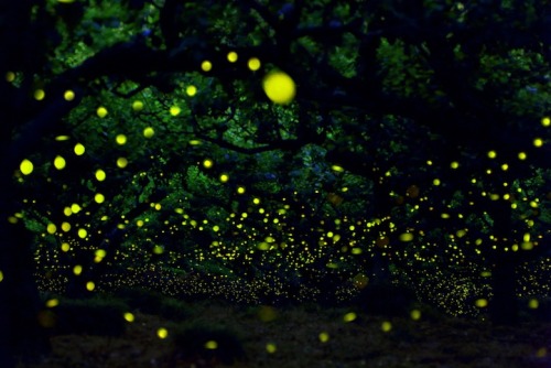 mymodernmet:Magical Long Exposure Photos of Fireflies in Japan