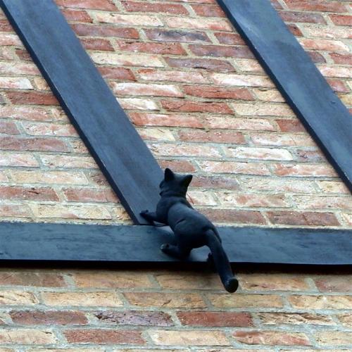 Black cats seen stalking York, England.