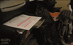 allmannerofnerdery:  spiritual-euphoria:  stramoniumdatura:  I believe that is reversed, in the original actually the cat was urgently sending a fax look   I Was already laughing before the second gif loaded 