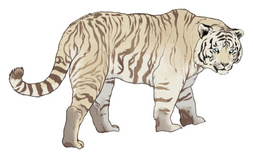 einstudies:Some tigers.