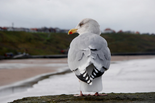 whitby