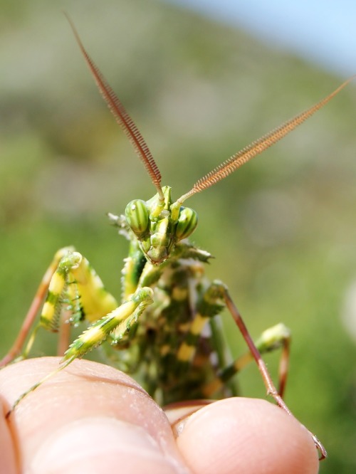 onenicebugperday: Thistle mantis, Blepharopsis mendica, Empusidae Found in northern Africa, parts of