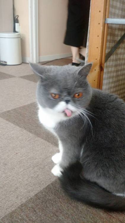 Went to a cat cafe today and met this cutie