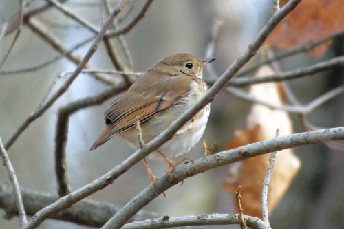 Seems to have lost its tail feathers.  Was doing fine without them.Hermit Thrush (Catharus guttatus)