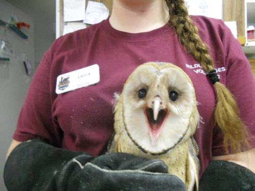 thefingerfuckingfemalefury:catsbeaversandducks:Owls Are Flying CatsThat’s why everyone is fond of ow