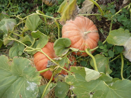 At the urban farm !