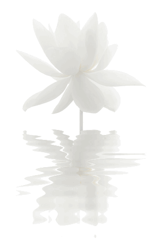 fetenoir:  White Lotus Flower Reflections by Bahman Farzad on Flickr. 
