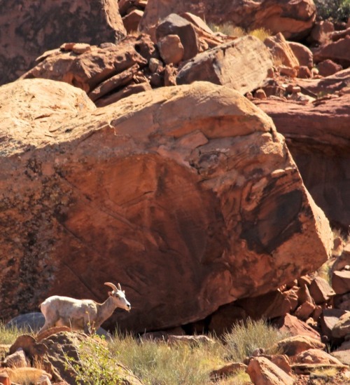 justemoinue2:Goat RockCanyonlands, Utah