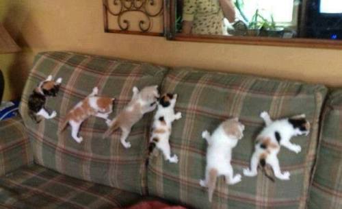 fandomsandconservativelogic:joilieder:Spidercats in training.The kittens tag is a happy place.