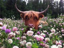 rashkah: ainawgsd: Cows in Flowers @raemmorea