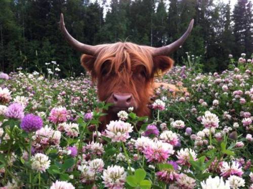 ainawgsd: Cows in Flowers