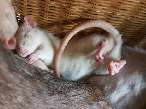 anonymousfragger: so this basket was the best 2.50 I ever spent look at them FYI there are 6 rats in this basket  Oolong, Aurora, Merida, Oleander, Hyacinth, Stitch 