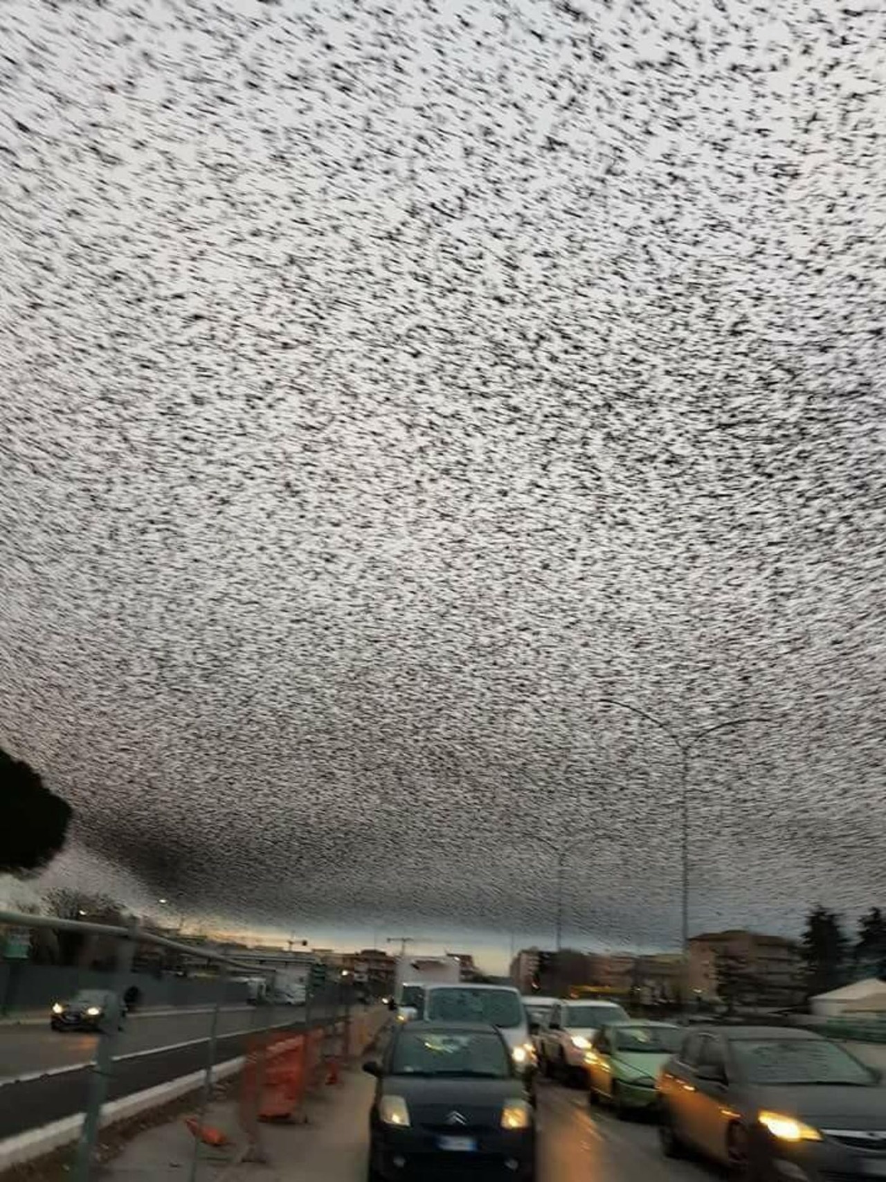 wepon:deathcarpets: thisobscuredesireforbeauty: Thousands of starlings over Rome.Source