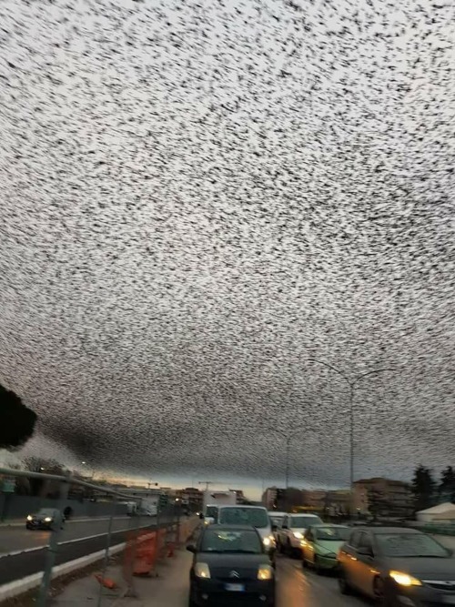 thejonymyster: wepon: deathcarpets: thisobscuredesireforbeauty: Thousands of starlings over Rome.Sou