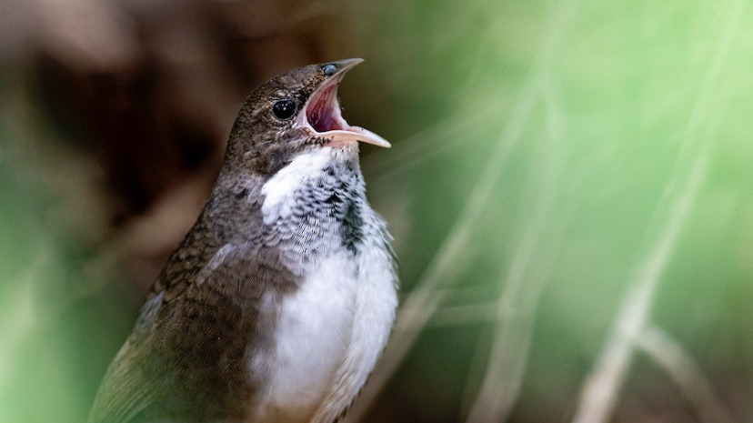 todaysbird:todaysbird:shoutout to the noisy scrub-bird for having absolutely no pictures where they don’t look like complete demons 