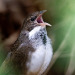 todaysbird:todaysbird:shoutout to the noisy scrub-bird for having absolutely no pictures where they don’t look like complete demons 