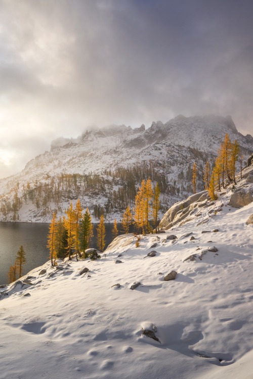 Golden Larch Sunrise II