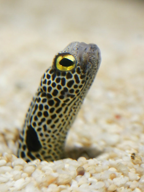 cool-critters:Spotted garden eel (Heteroconger hassi) Spotted garden eels burrow into the sandy se